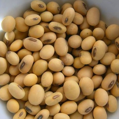 Soya Beans